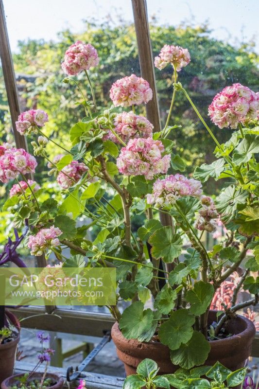 Pelargonium 'Apple Blossom Rosebud' in terracotta pot in greenhouse