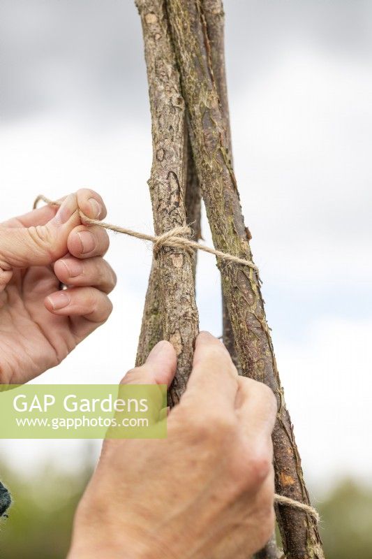 Tying the string to the top of one of the hazel sticks