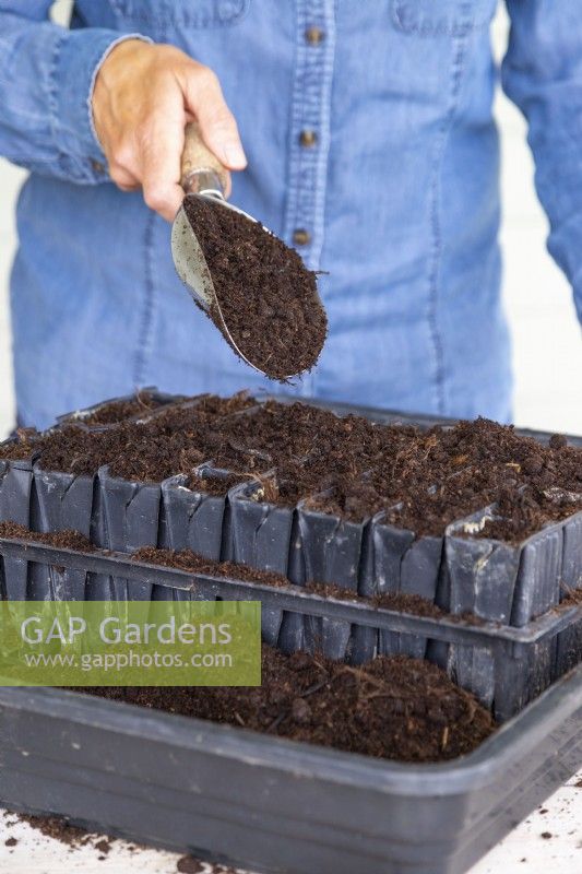 Placing a layer of soil over the top of the Sweet Pea seeds