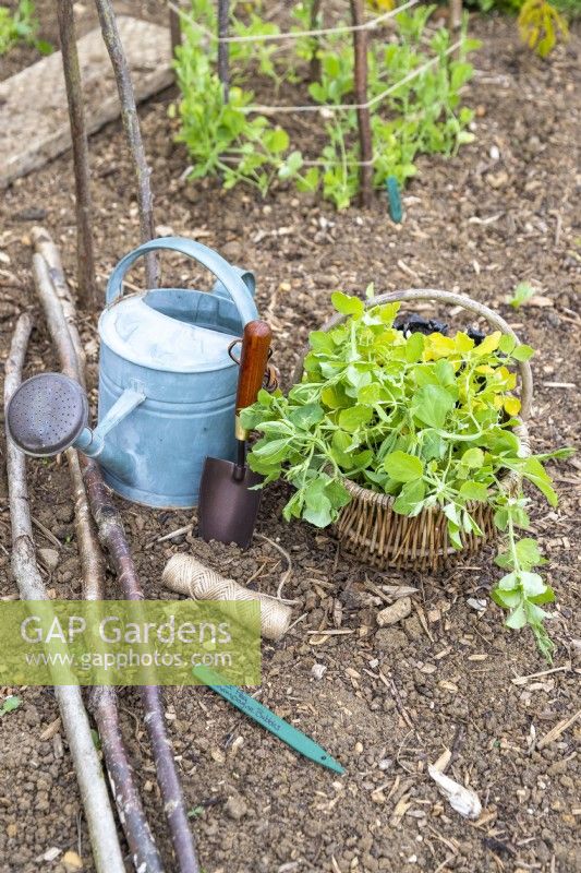 Sweet Peas, trowel, string, sticks, watering can and a plant label laid out on the ground