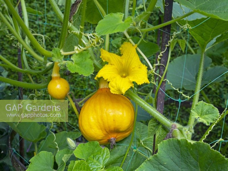 Cucurbita pepo 'Jack o' Lantern' flower and fruit August Summer