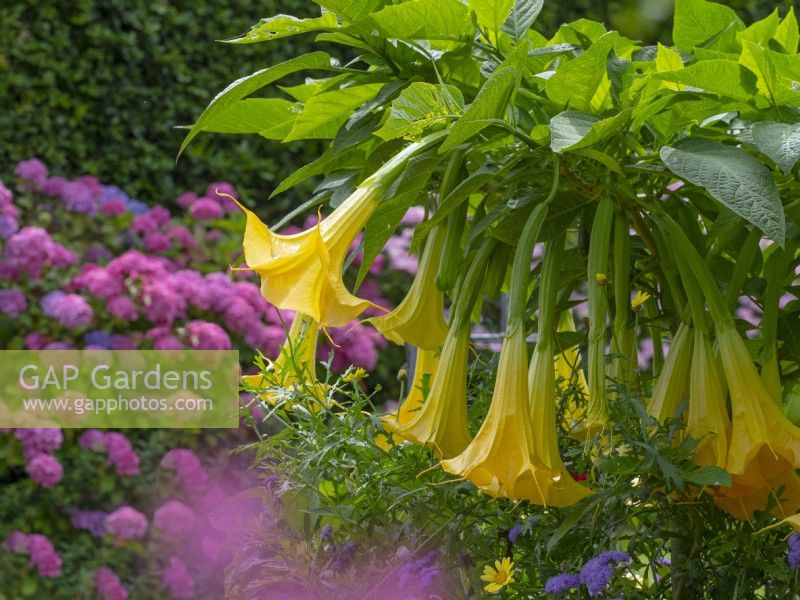  Brugmansia aborea 'Angel's Trumpet' and Hydrangeas in the background August 
