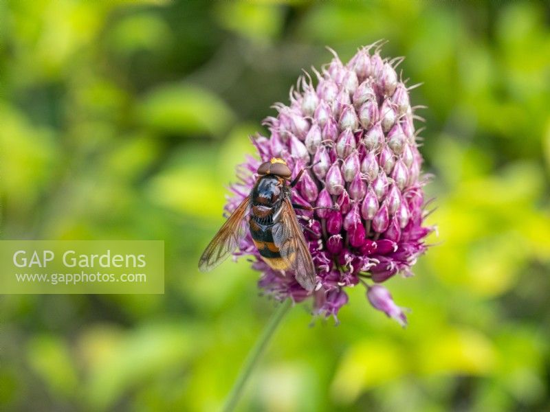 Hornet mimic hoverfly, Volucella zonaria August Summer