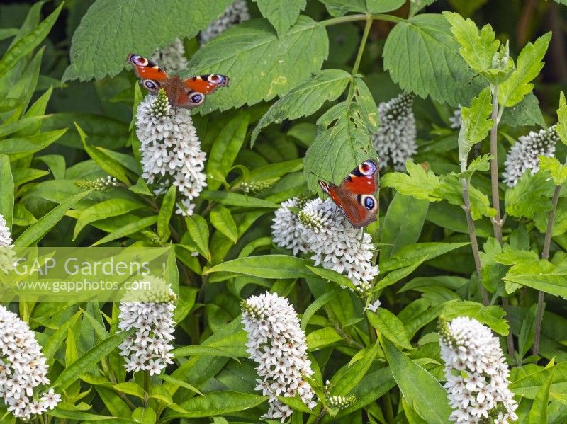 Lysimachia clethroides with feeding Peacock Butterfly Late July Summer
