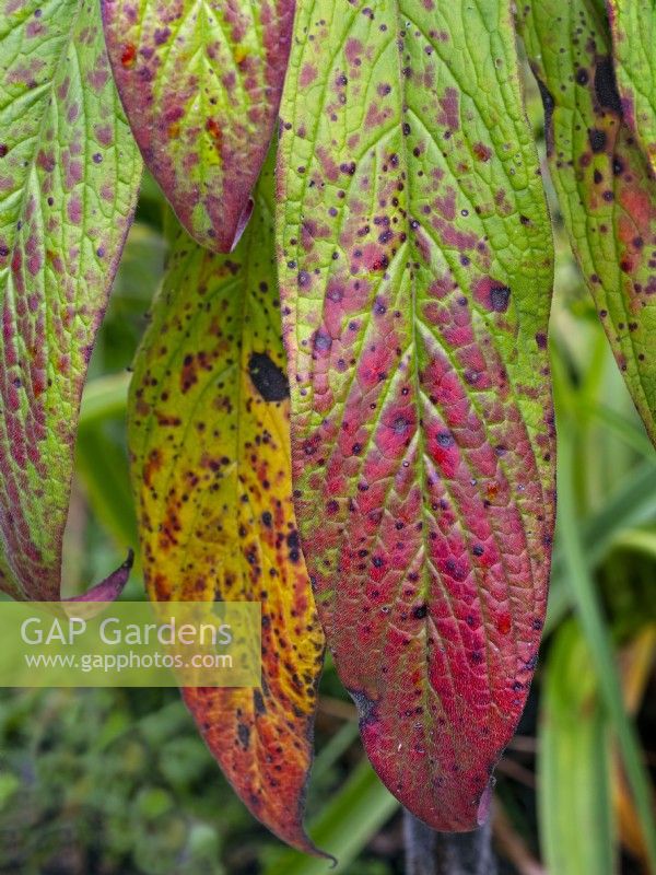Echium pininana leaves changing colour August