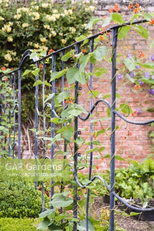 Sinuous steel frame surrounding a vegetable garden in July used as support for runner beans