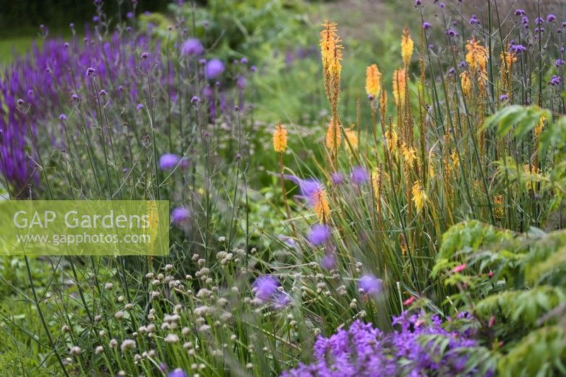 Kniphofia 'Shining Sceptre' with purple flowering perennials including Verbena bonariensis in July 