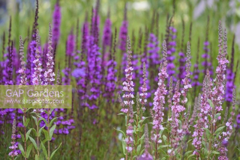Lythrum salicaria 'Blush' in front of  purple forms of lythrum in July