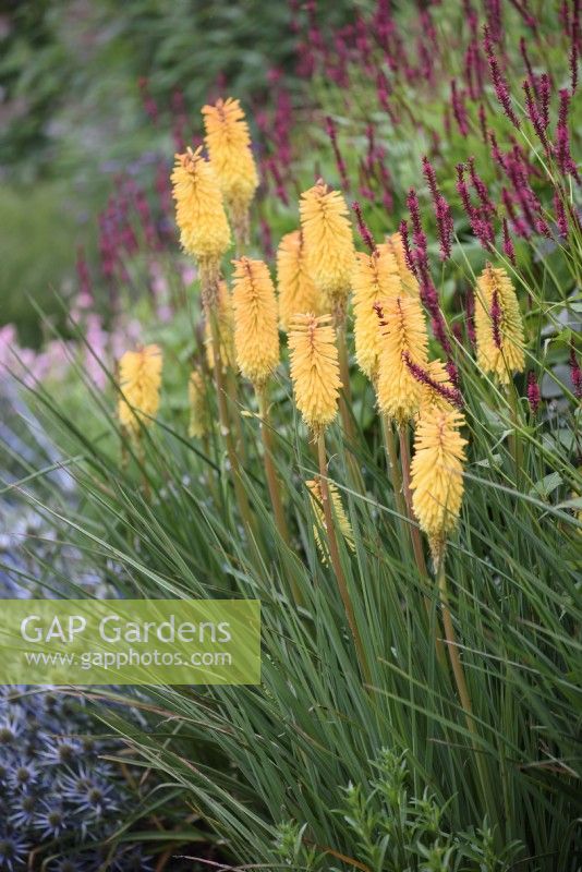 Kniphofia 'Bee's Sunset' in July