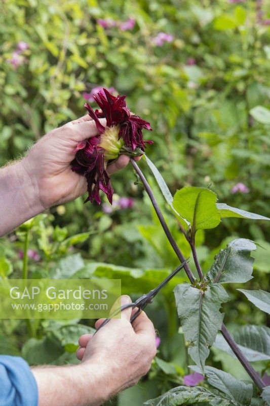 Gardener deadheading spent Dahlia 'Black jack' flower