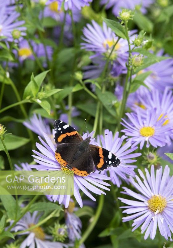 Vanessa atalanta - Red Admiral butterfly on Aster x frikartii 'Monch' flower