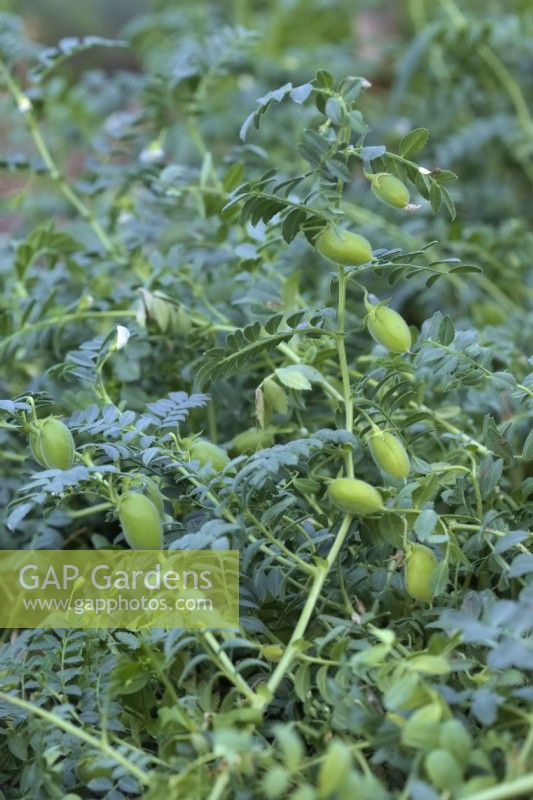 Cicer arietinum - Chick Peas growing in UK