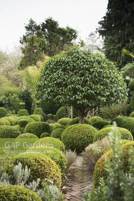 The box garden at Lower House, Powys in March with central umbrella shaped Portuguese laurel, Prunus lusitanica.