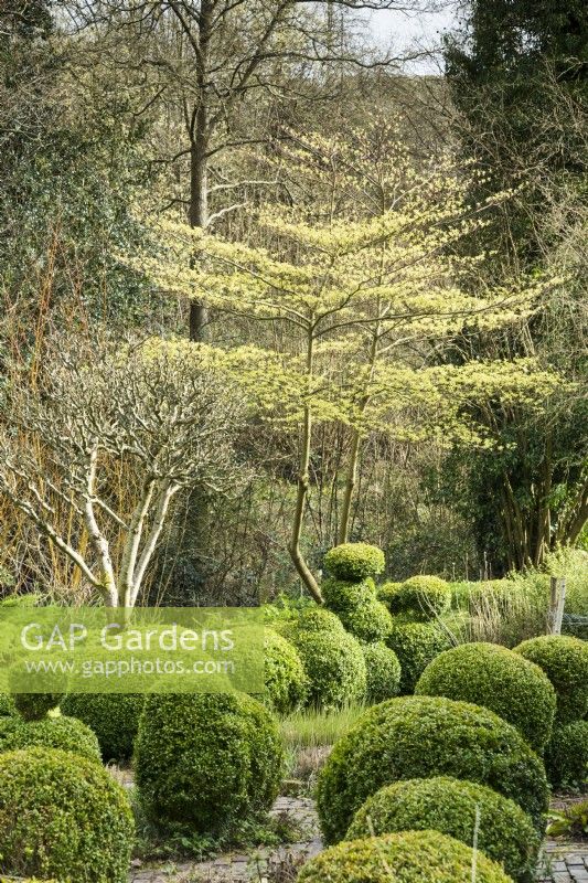 Cornus controversa 'Variegata' covered with bright new leaves amongst clipped box and an apple tree at Lower House, Powys in March