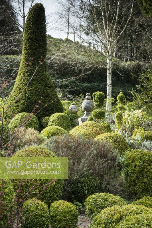 Box garden with clipped yew and birch tree at Lower House, Powys in March