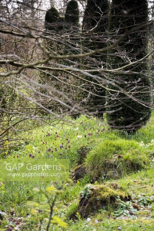 Naturalised snake's head fritillaries, Fritillaria meleagris, at Lower House, Powys in March