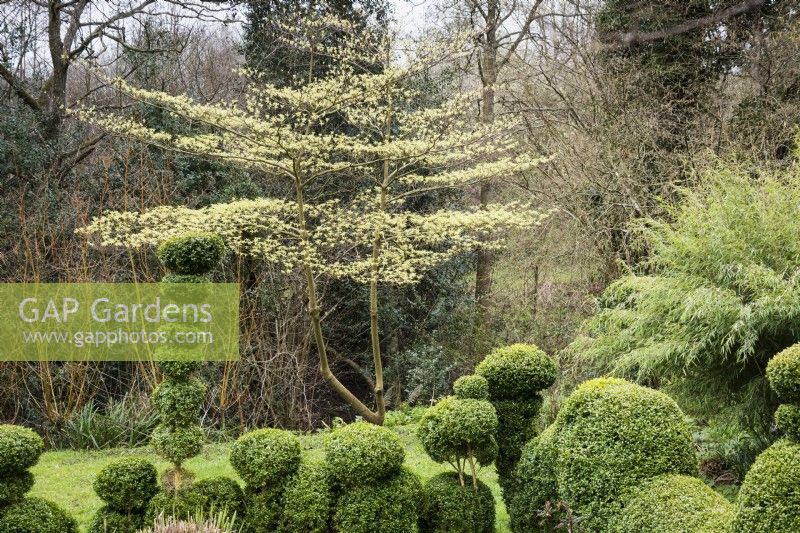 Cornus controversa 'Variegata' covered with bright new leaves on the edge of the box garden at Lower House, Powys in March