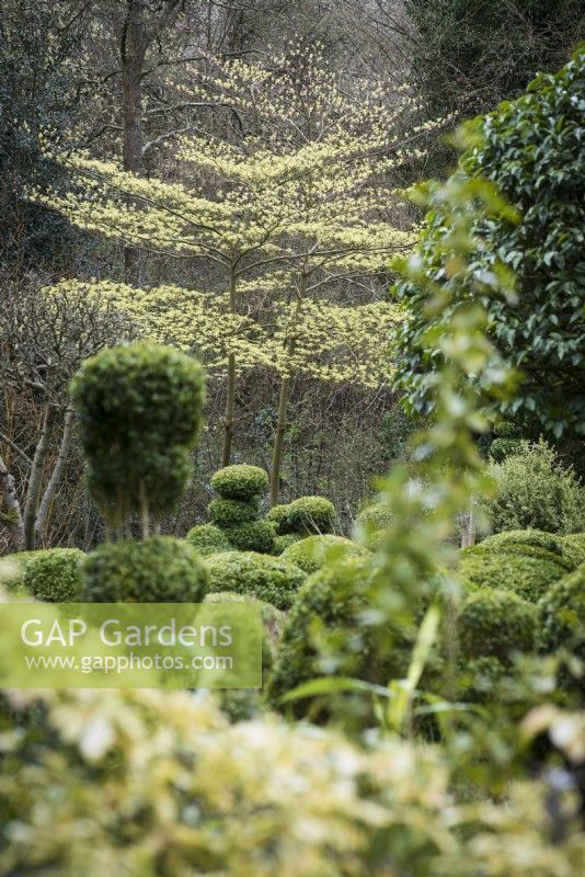 Cornus controversa 'Variegata' with new leaves in the box garden at Lower House, Powys in March