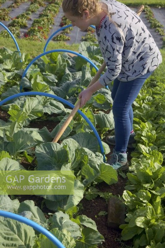 Woman gardener using an oscillating hoe to weed between summer sown Brassica plants