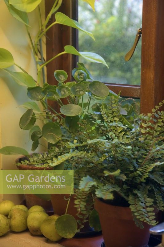 Plants for a north facing windowsill - Pellaea rotundifolia, Epipremnum aureum, Pilea peperomioides