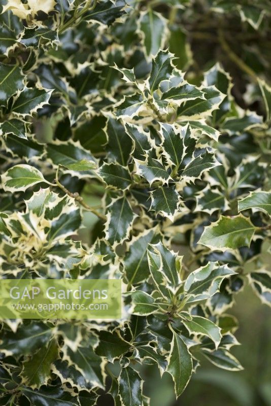 Variegated holly in March
