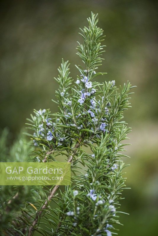 Upright rosemary in March