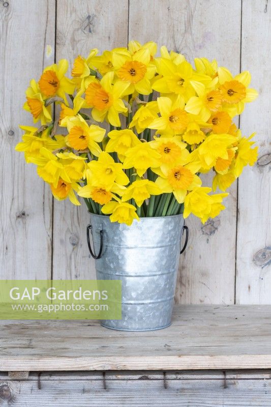 Bouquet of mixed Narcissus - Daffodils  in a metal bucket