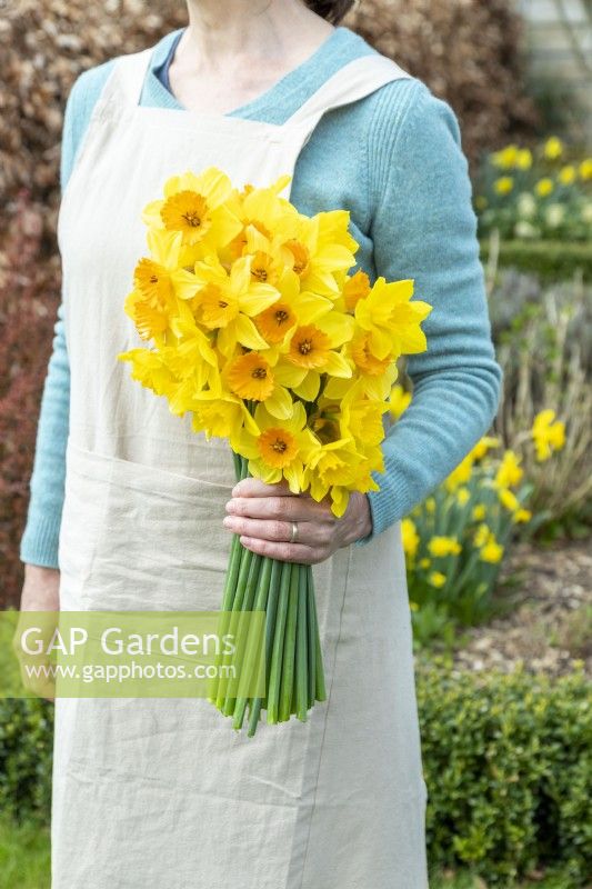 Person holding a bouquet of mixed Narcissus - Daffodils