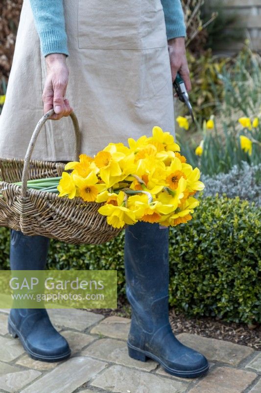 Person picked mixed Narcissus in a woven trug
