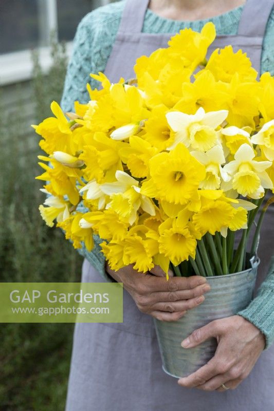 Person holding a bouquet of white and yellow mixed Narcissus in a metal bucket