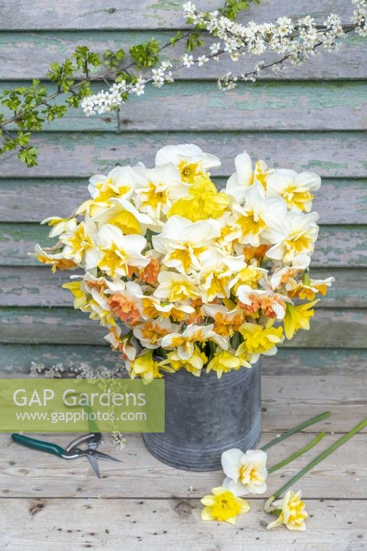 Bouquet of mixed Narcissus in a metal bucket