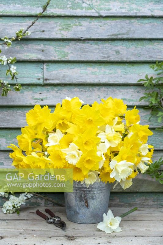 Bouquet of white and yellow mixed Narcissus in a metal bucket
