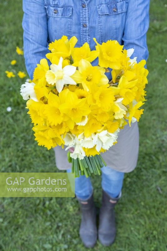 Person holding a bouquet of white and yellow mixed Narcissus
