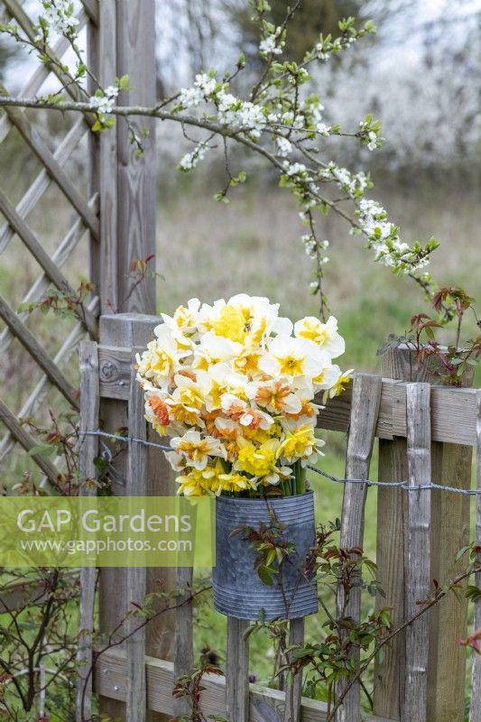 Bouquet of mixed Narcissus in a metal bucket hanging on a fence