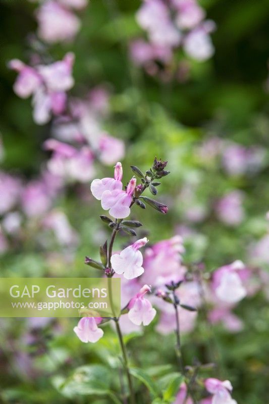 Salvia greggii 'Stormy Pink' - Autumn sage