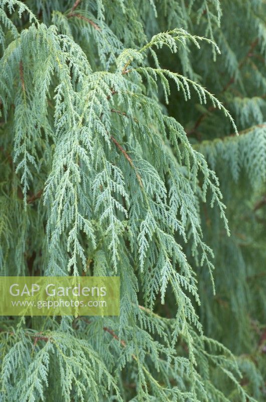 Cupressus cashmeriana - Kashmir cypress