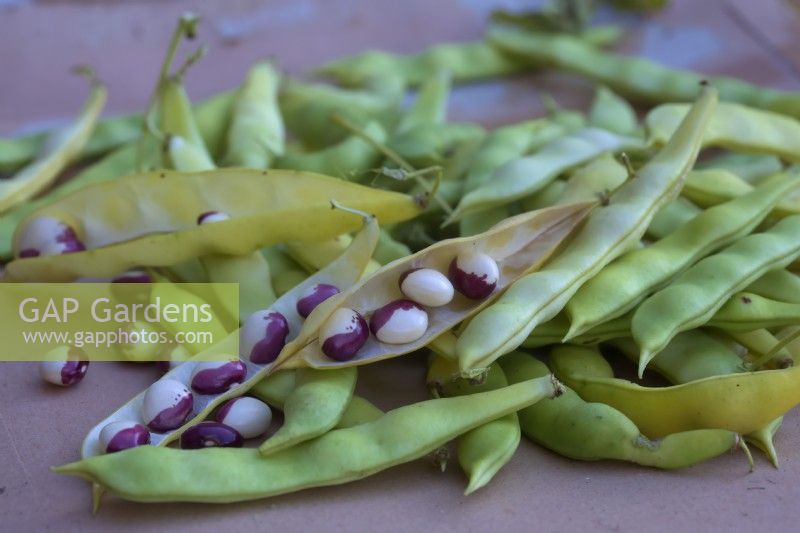 Phaseolus vulgaris 'Bridport Pea Bean'