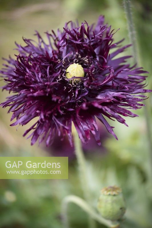 Papaver somniferum 'Black Swan', opium poppy, in July