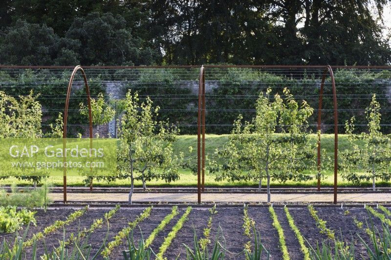 Steel arched pergola strung with wire supporting espaliered pears at Gordon Castle Walled Garden, Scotland in July. Design by Arne Maynard