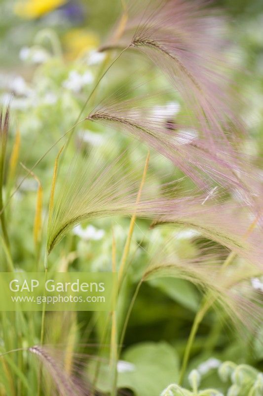 Hordeum jubatum, foxtail barley, in July