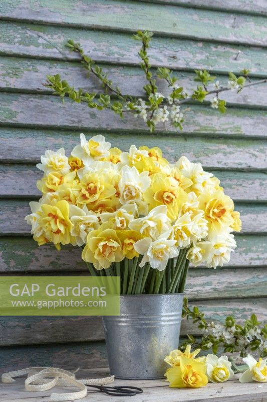 Bouquet of mixed Narcissus in a metal bucket