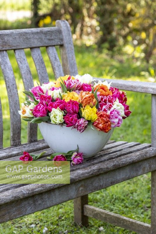 Bouquet of Tulipa Double Early Mix - Tulips in enamel bowl on wooden bench