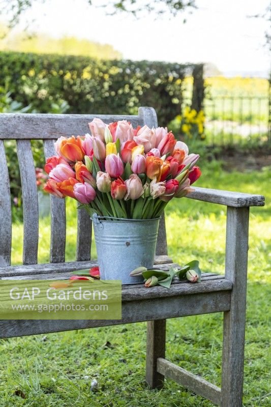 Bouquet of Tulipa Darwin Hybrid Mix - Tulips in galvanised bucket on wooden bench