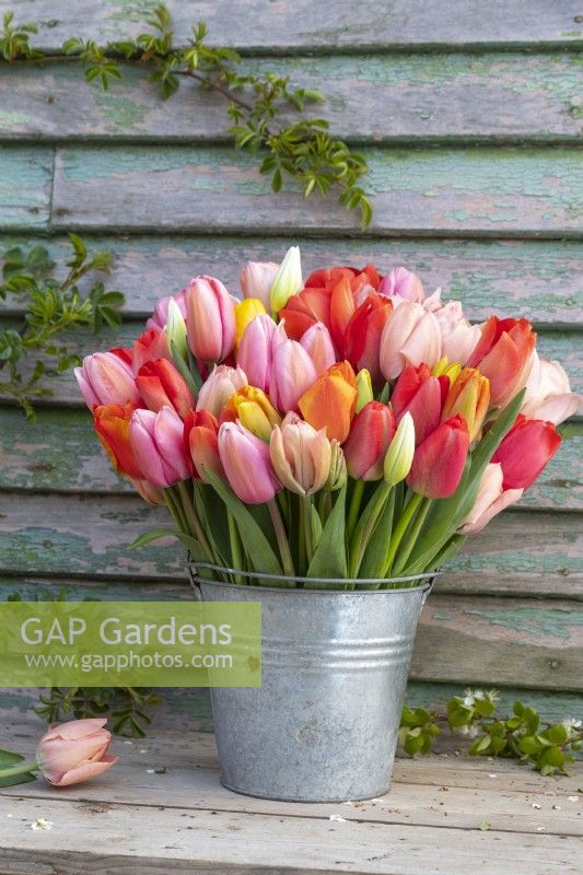 Bouquet of mixed Tulips in a metal bucket