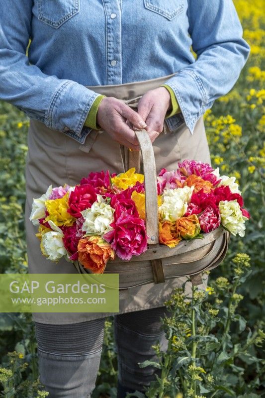 Person holding a bouquet of mixed Tulips in a trug