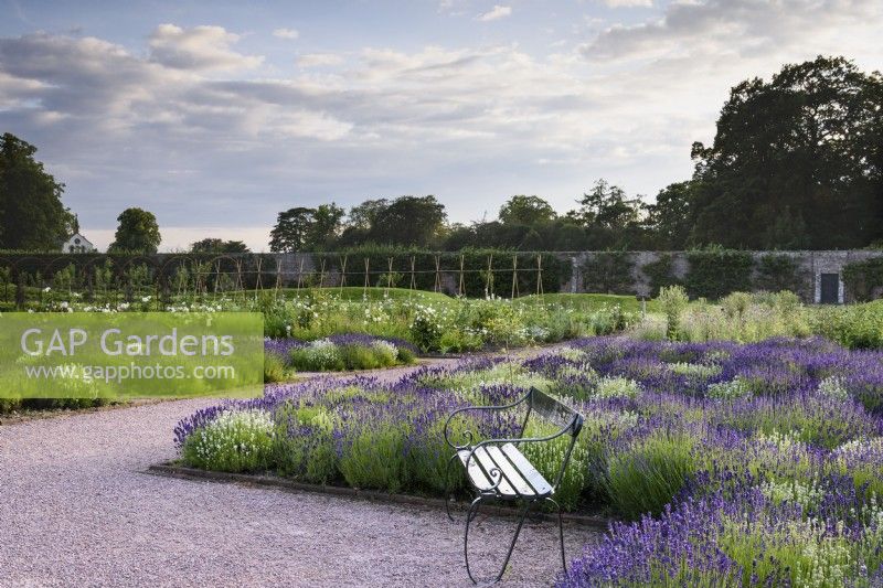 Beds of lavender, Lavandula angustifolia 'Alba' and L. angustifolia 'Hidcote' at Gordon Castle Walled Garden, Scotland in July. Design by Arne Maynard
