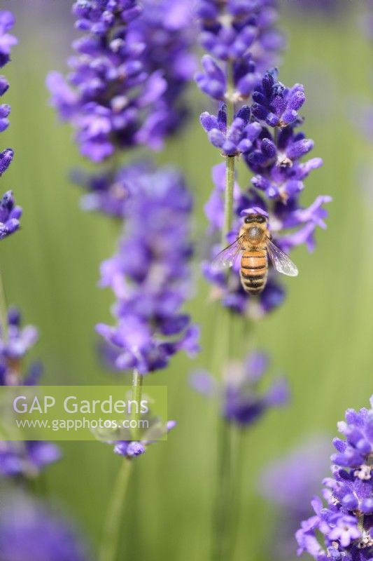 Honey bee on English lavender in July