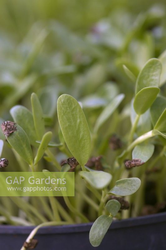 Trigonella foenum-graecum - Fenugreek grown as micro greens shown 14 days after sowing