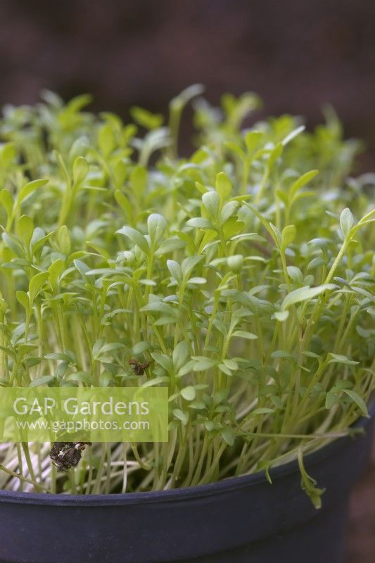 Lepidium sativum Curled Cress as a sprouting salad micro greens crop