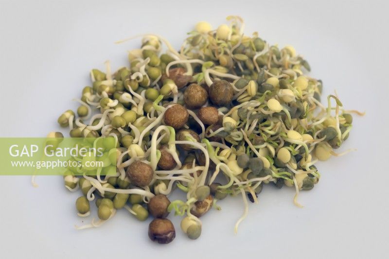 Sprouting Mung Beans - Vigna radiata, Carlin peas also known as Maple, Brown or Pigeon peas - Cajanus cajan, Puy lentils - Lens esculenta puyensis